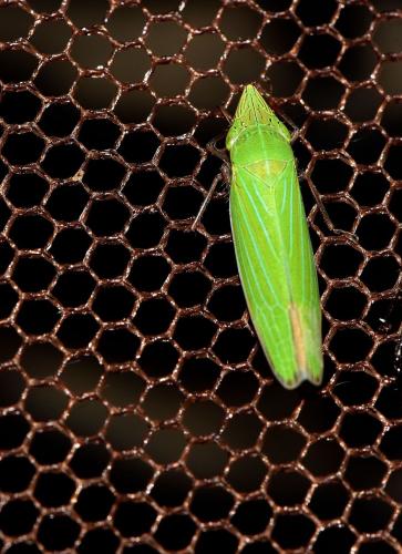 Réf. 316 271 : Draeculacephala sp.